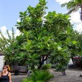 Antigua und Barbuda, John Hughs, Karibik