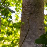 Antigua und Barbuda, Baumwollbaum, John Hughs, Karibik