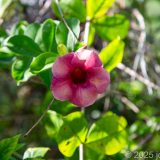 Antigua und Barbuda, John Hughs, Karibik