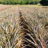 Ananas Farm, Antigua und Barbuda, Karibik, Saint Mary
