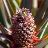 Ananas Farm, Antigua und Barbuda, Karibik, Saint Mary