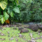 Guadeloupe, Karibik, Petit-Bourg