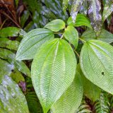 Guadeloupe, Karibik, Petit-Bourg