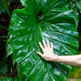 Guadeloupe, Karibik, Petit-Bourg