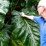 Guadeloupe, Karibik, Petit-Bourg