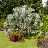 Guadeloupe, Jardin Botanique, Karibik, Petit-Bourg
