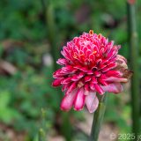 Guadeloupe, Jardin Botanique, Karibik, Petit-Bourg