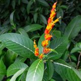 Guadeloupe, Jardin Botanique, Karibik, Petit-Bourg