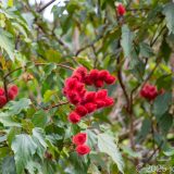 Guadeloupe, Jardin Botanique, Karibik, Petit-Bourg