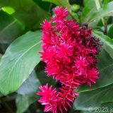 Guadeloupe, Jardin Botanique, Karibik, Petit-Bourg