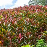 Guadeloupe, Jardin Botanique, Karibik, Petit-Bourg