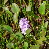 Guadeloupe, Jardin Botanique, Karibik, Petit-Bourg