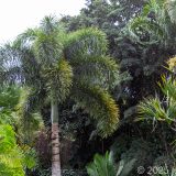Guadeloupe, Jardin Botanique, Karibik, Petit-Bourg