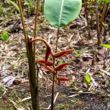 Guadeloupe, Jardin Botanique, Karibik, Petit-Bourg