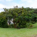 Dominica, Karibik, Roseau