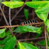 Dominica, Karibik, Roseau, Raupe