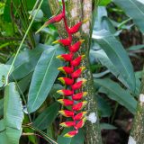 Karibik, Rainforest, Sankt Lucia