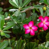 Barbados, Bridgetown, Karibik, Sunbury Plantage