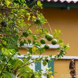 Bitterorangen, Curacao, Karibik, Willemstad