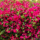 Curacao, Karibik, Landhuis Chobolobo